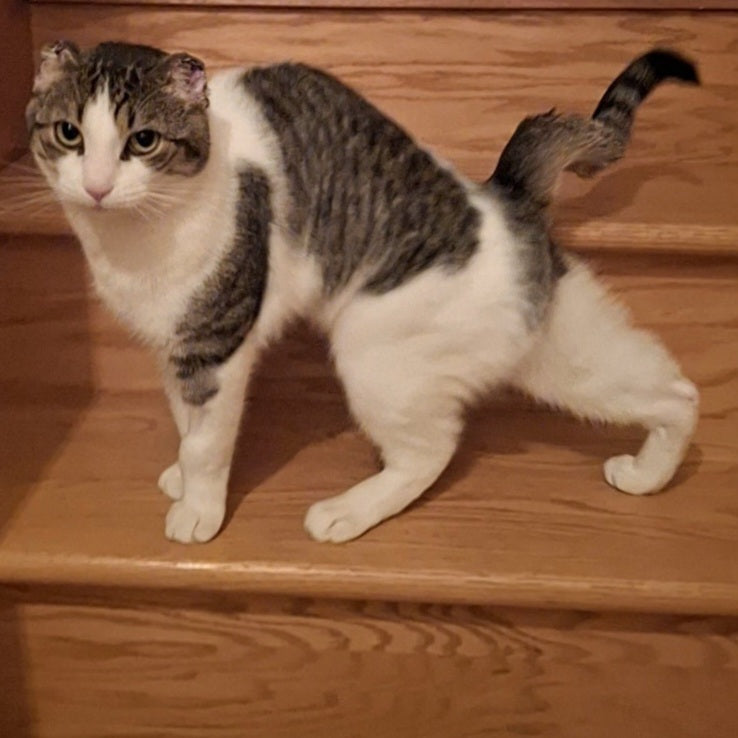 Cookie Monster Chat Pion