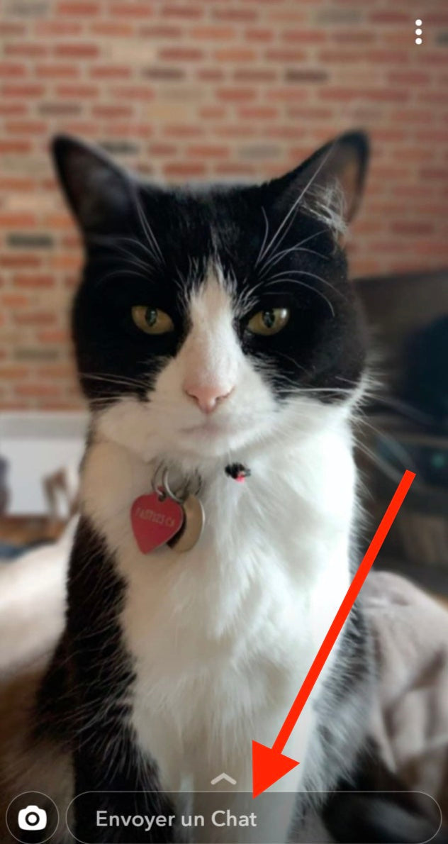 gatos
