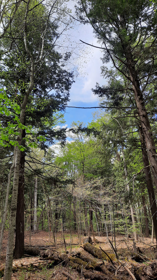 Le Parc Du Bois Beckett