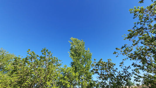 Le Ciel Bleu Et Les Arbres