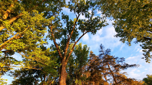 Les Arbres Et Le Ciel Bleu De Sherbrooke 30 Mai 2021