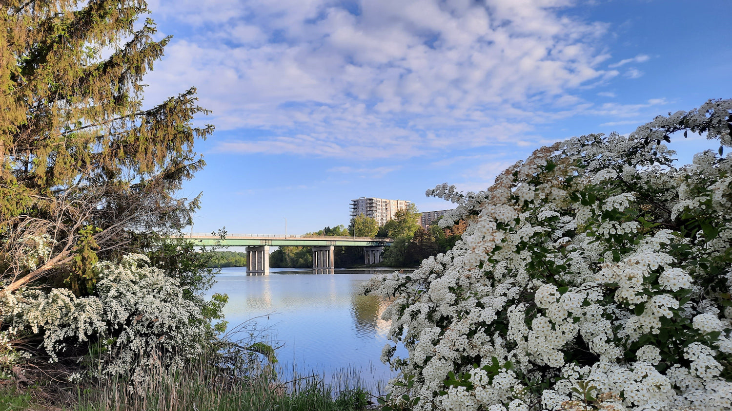 Pont Jacques Cartier De Sherbrooke Du 30 Mai 2021 (Vue P1J) Flore