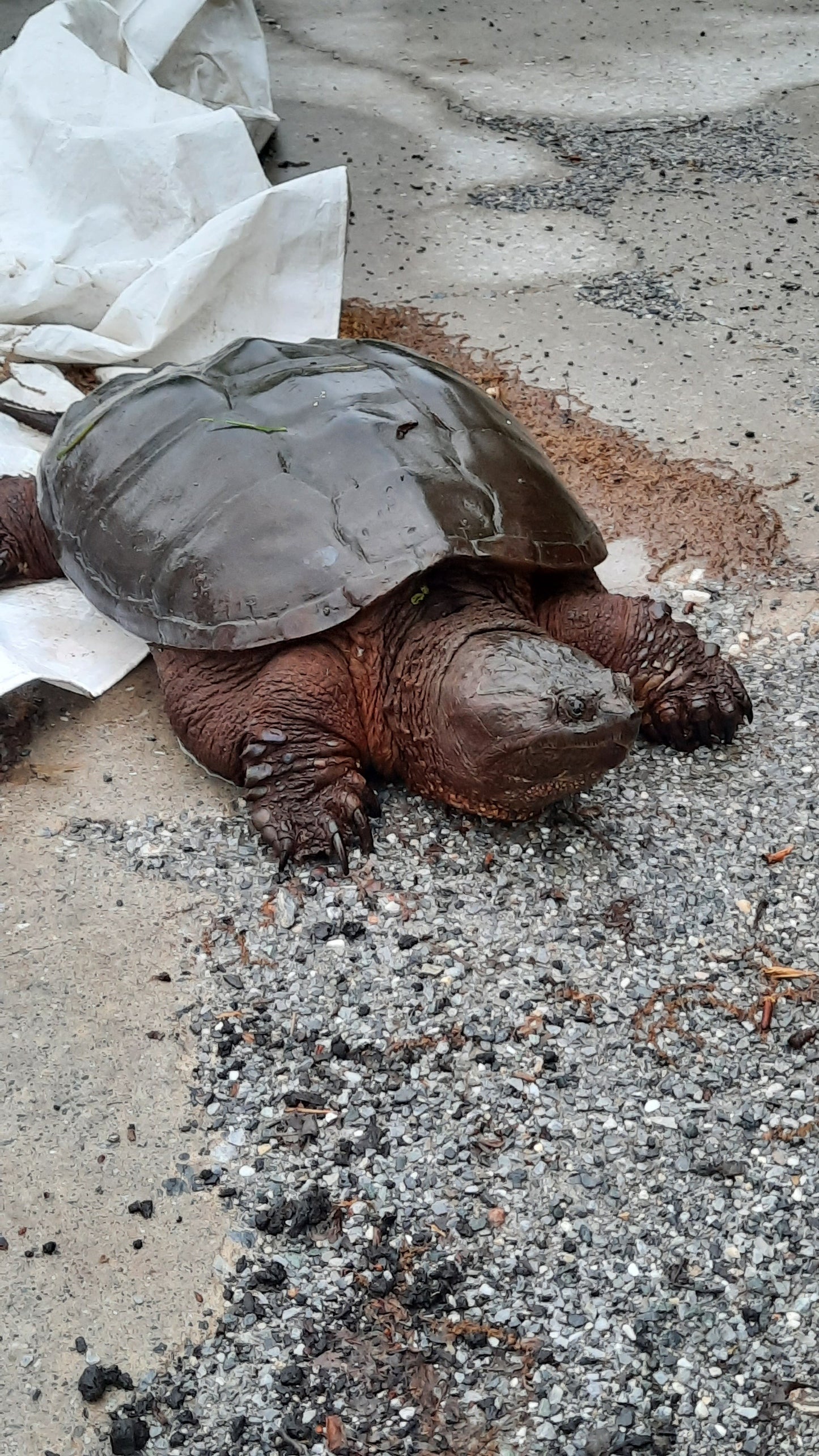 Trouve La Tortue Du 4 Juin 2021 À 5H30 Clique Pour Effectuer Un Zoom