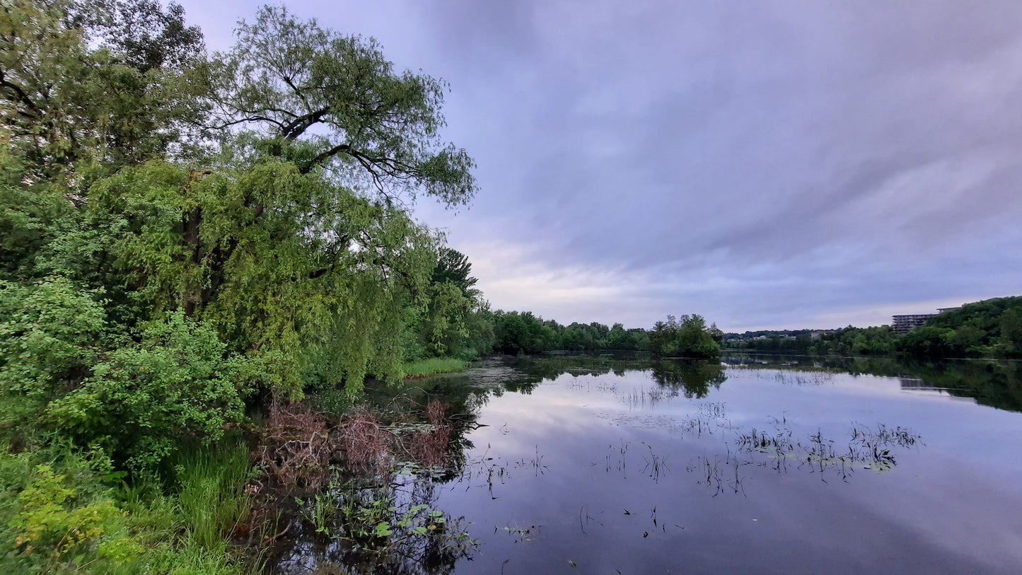 Le Grand Saule 15 Juin 2021 (Vue T2) 5H58