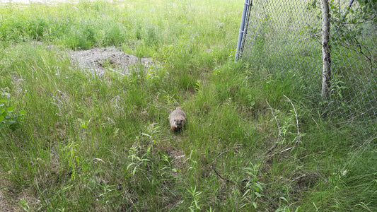 Trouve La Marmotte Stoïque 18 Juin 2021