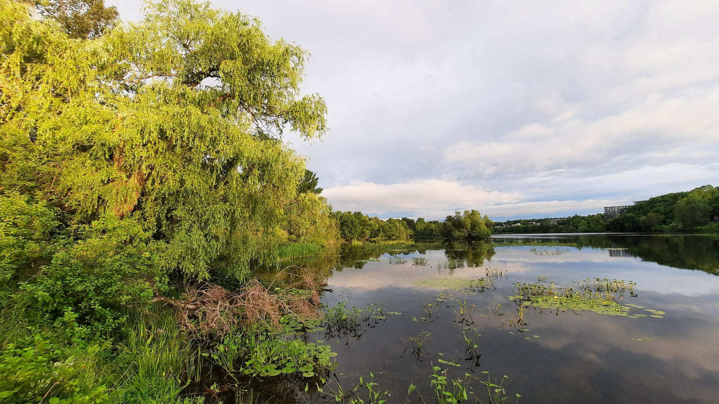 Le Grand Saule 14 Juillet 2021 (Vue T2) 5H49 Sherbrooke Végétation