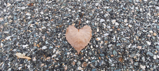 Le Coeur De Pierre Du 10 Octobre 2021 Feuille Sur Asphalte