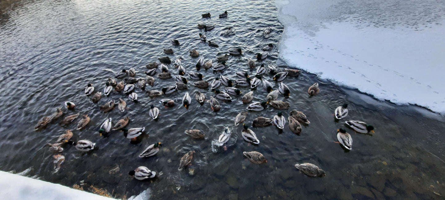 Trouve Le Nombre De Canards (Vue Times)