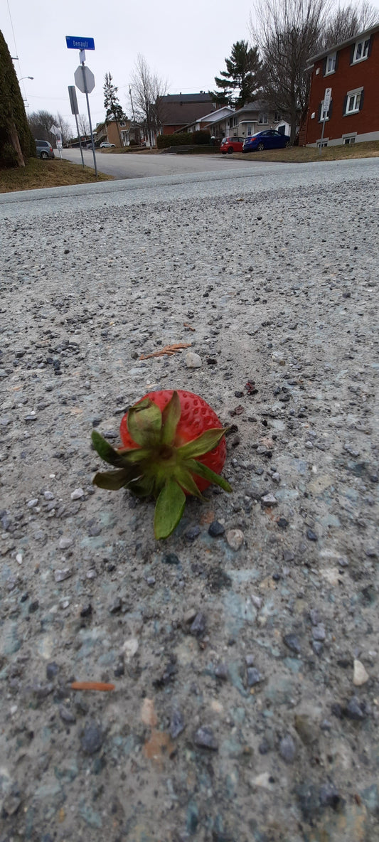 Trouve La Fraise Dans Rue Denault Le 10 Avril 2022