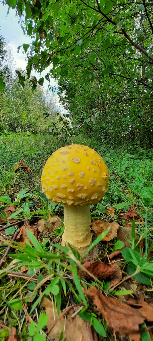 Amanita Flavoconia - Amanite À Voile Jaune