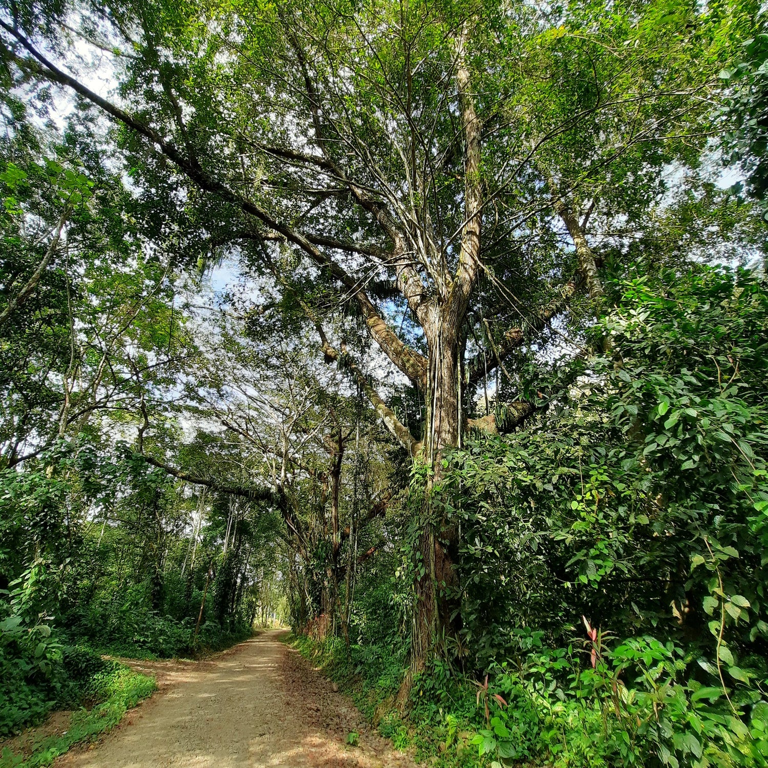 Le Sentier Du Rio Baru - Dominical