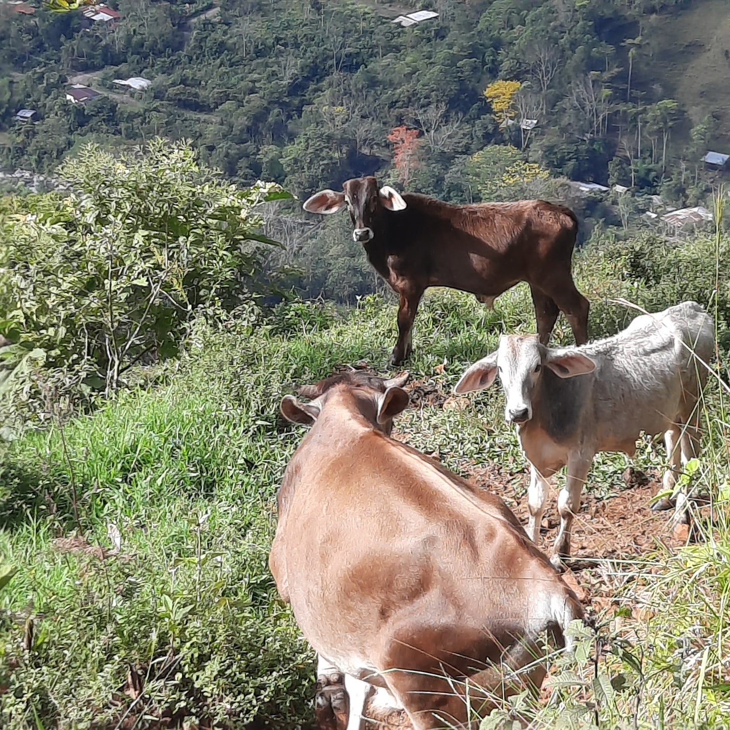 Croix Pueblo Nuevo (Le Sentier Des Vaches)