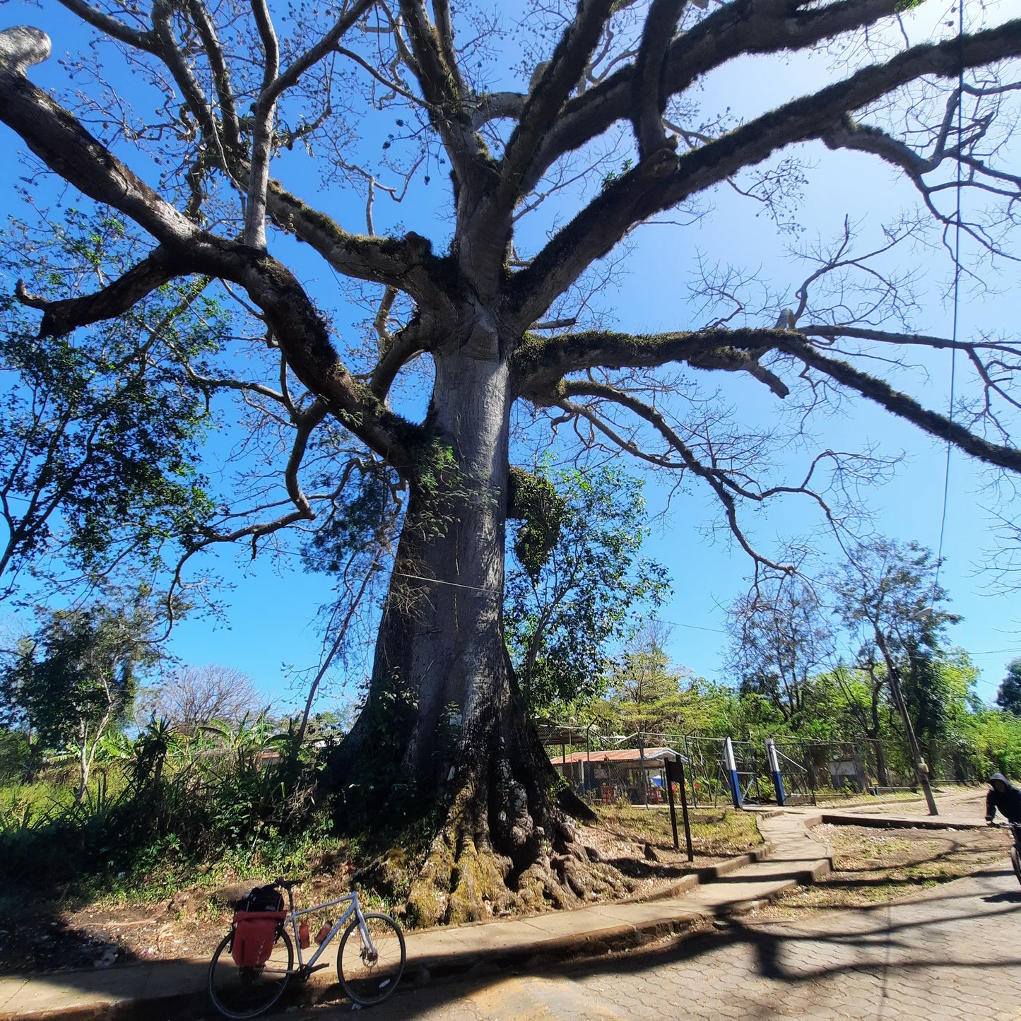 Arbre Géant