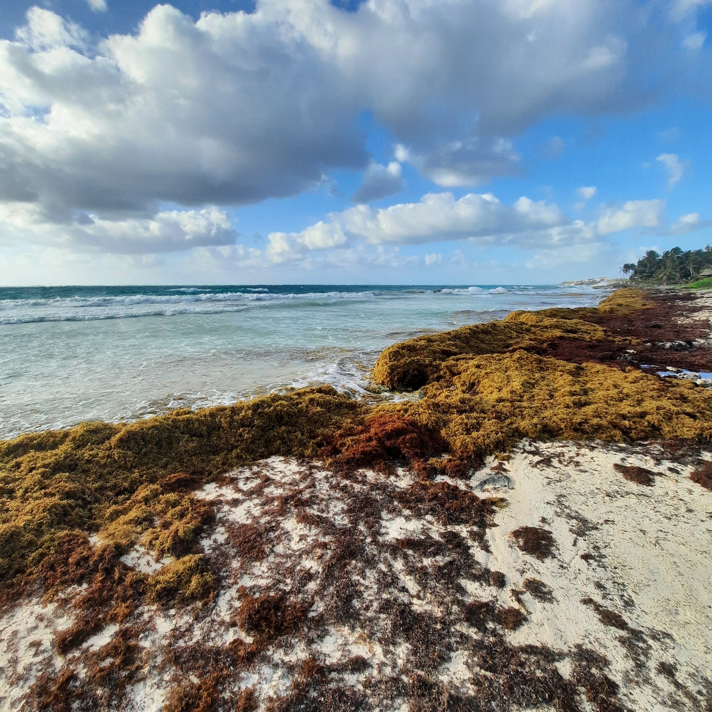 Sargasses Tulum