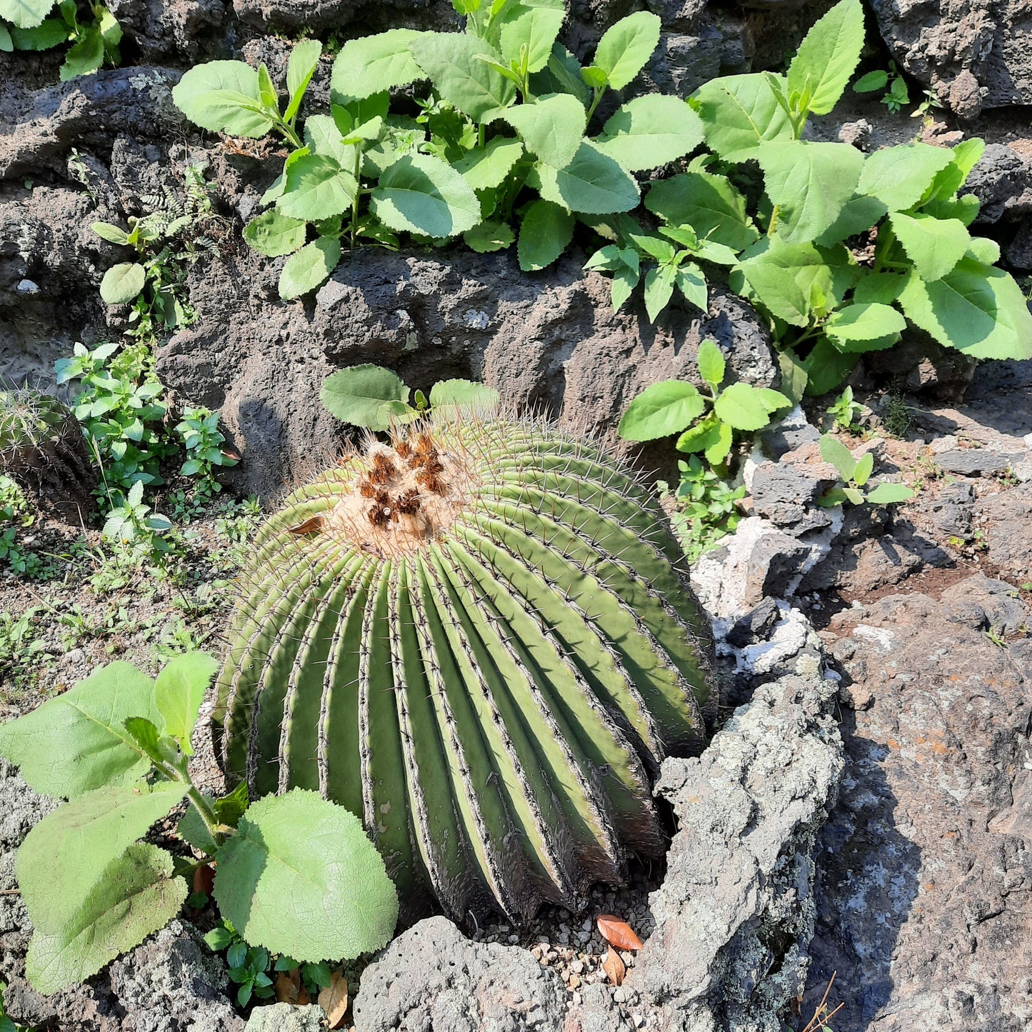 Jardin Botanique (5 Photos)