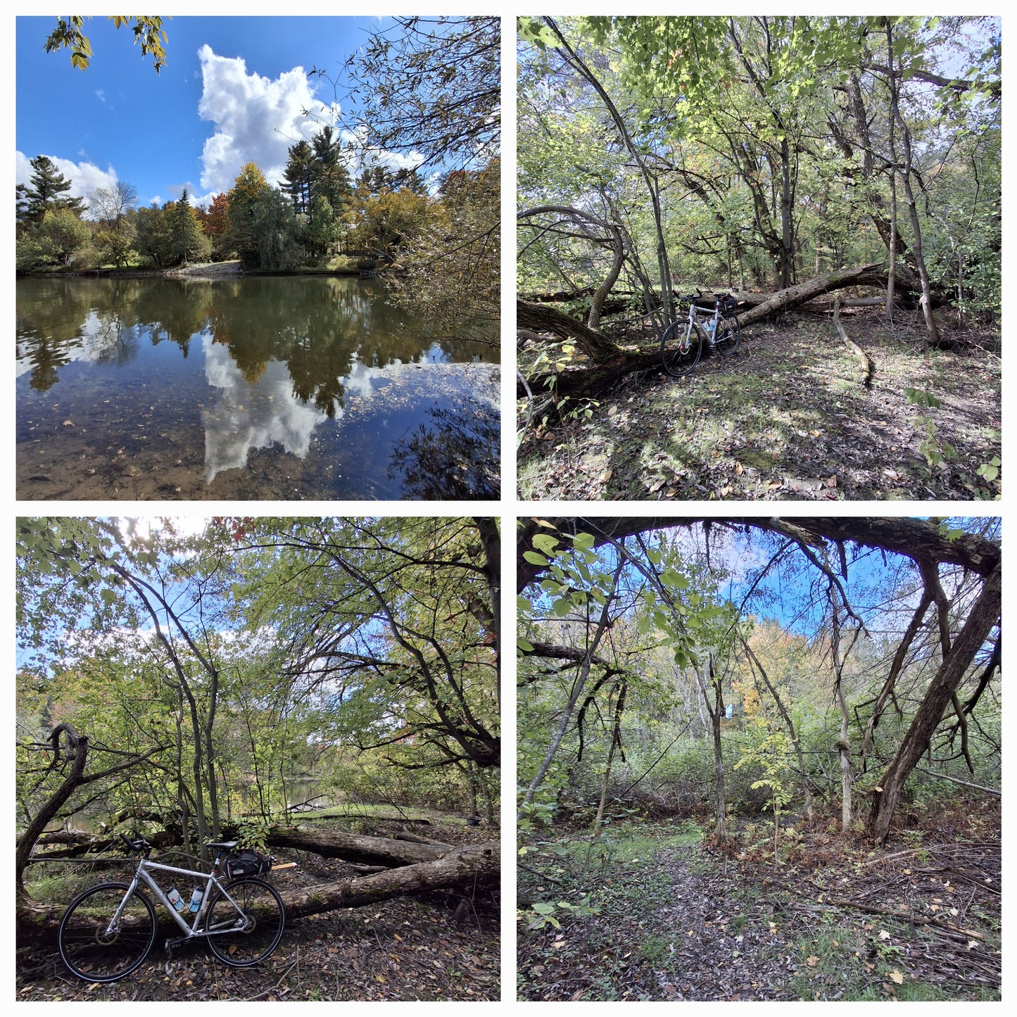 2024-10-05 Rivière Magog (Vue Gros Arbre 1)