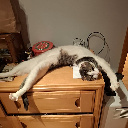 Cookie Monster Chat Pion