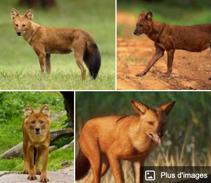 Dhole