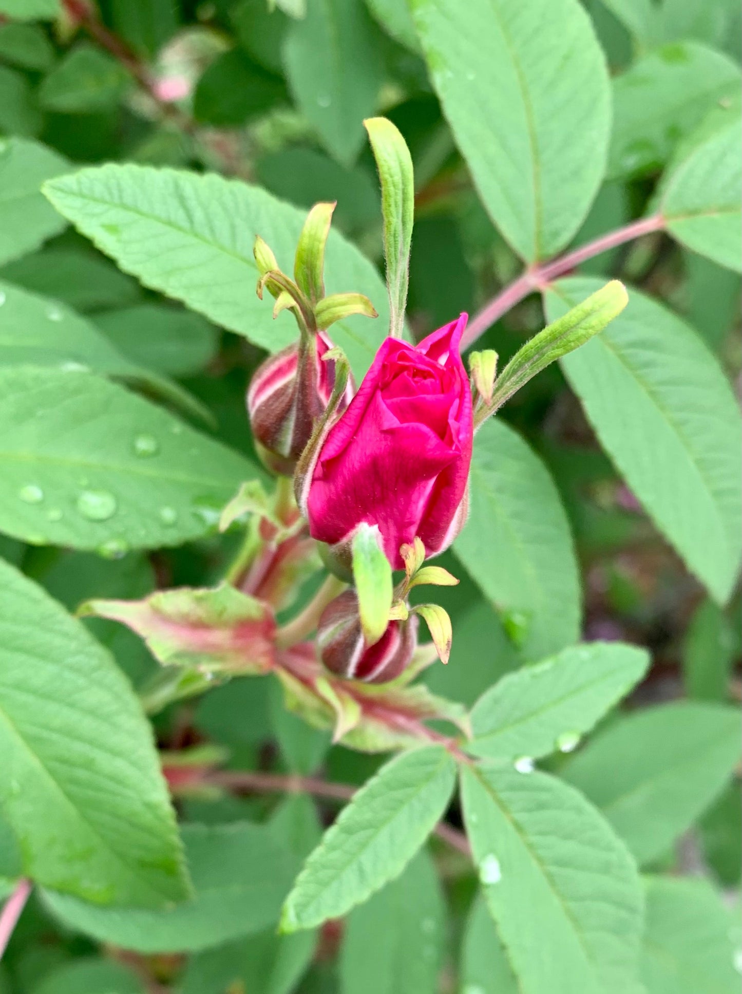 3 Juin 2021 Bouton De Rose Fleur Shinrin Yoku