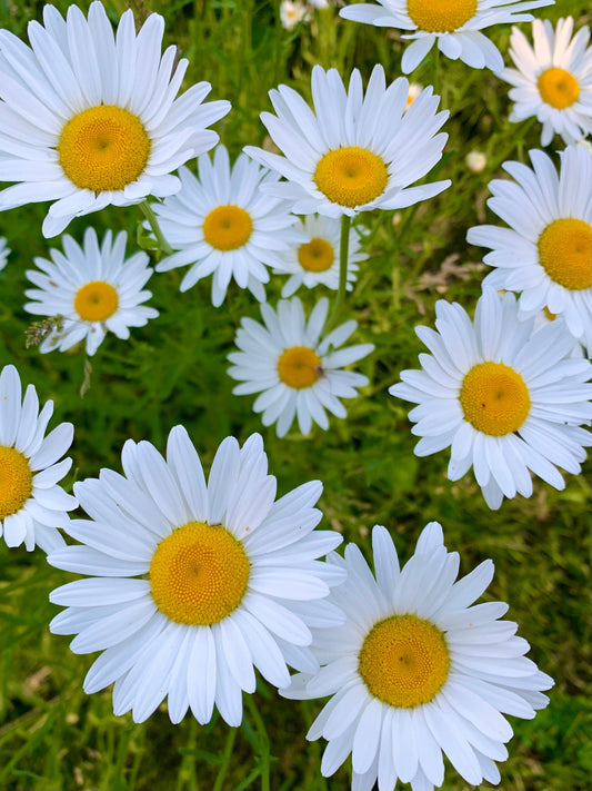 Marguerite