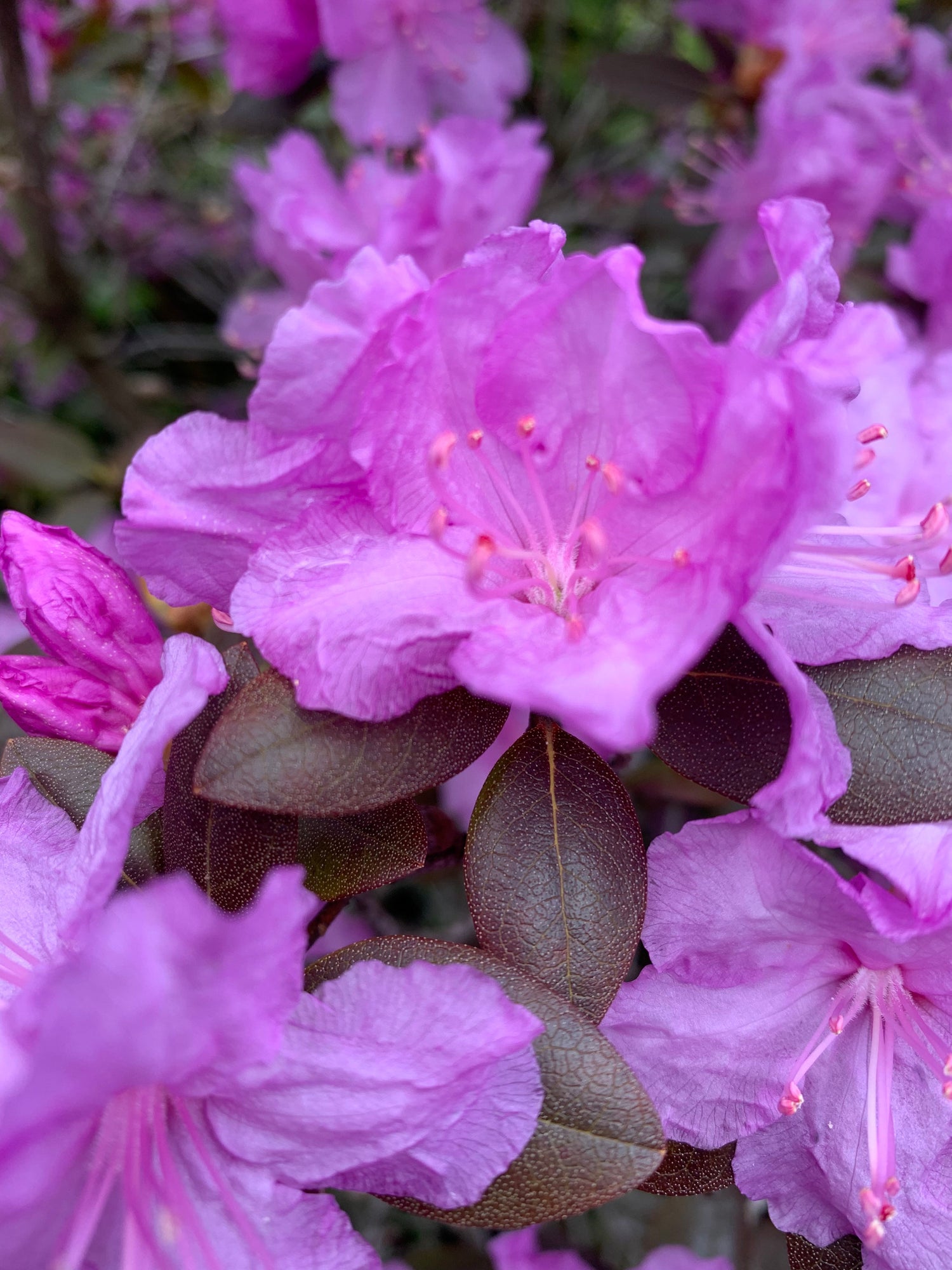 Rhododendron Du 6 Mai 2021