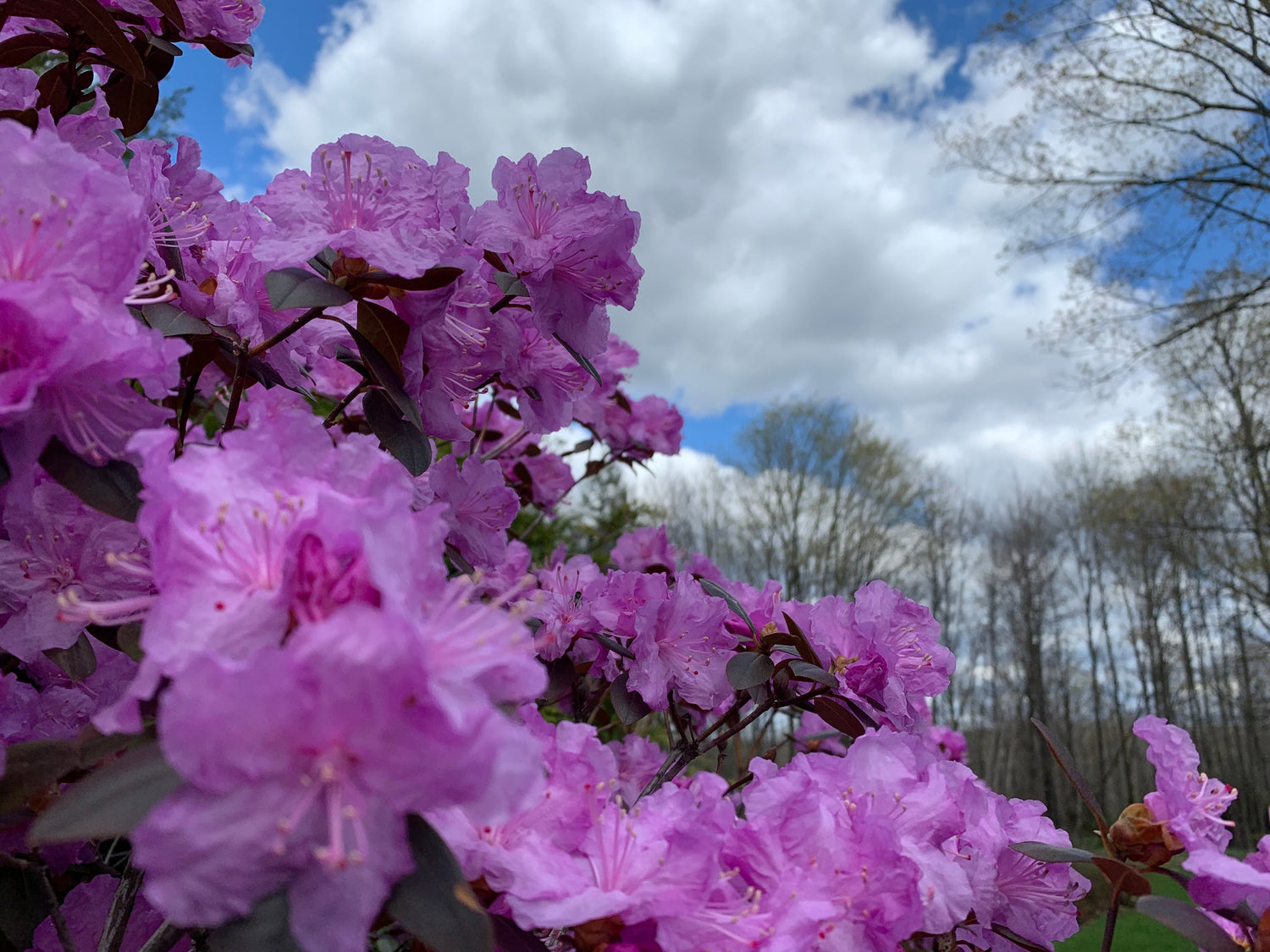 Rhododendron Du 6 Mai 2021