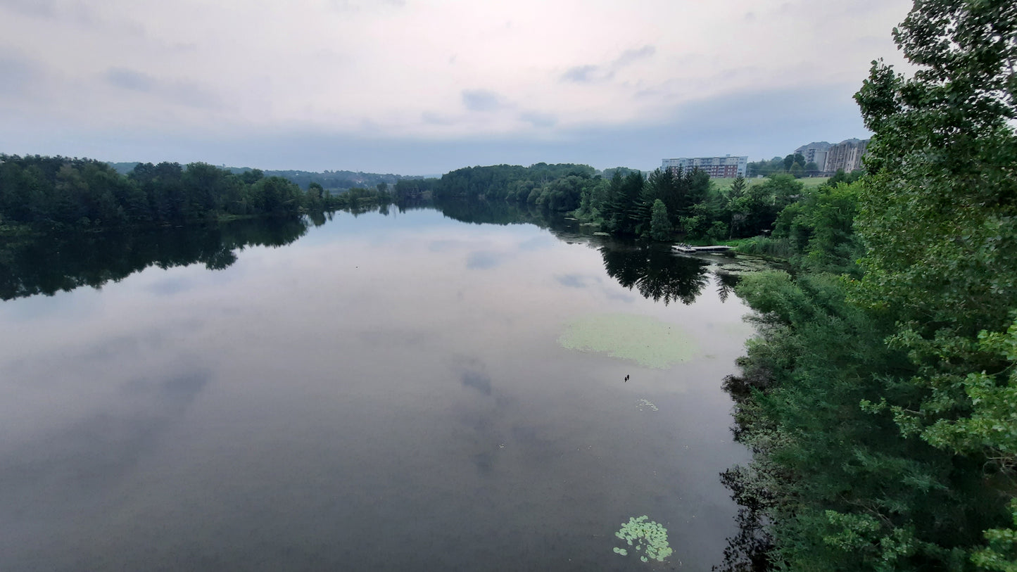 Nénuphars SUR  rivière MAGOG de Sherbrooke 26 juillet 2021  (Vue SURE) 5h34