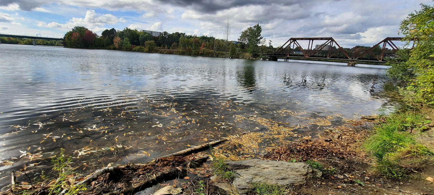 23 SEPTEMBRE 2021 15h05 (Vue 1)  Rivière Magog à Sherbrooke. Pont Jacques Cartier et Pont Noir. Les feuilles tombent...il fait chaud et l'automne se prépare...