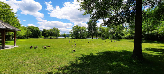 2022-06-28 Find the 39 geese (View Parc Quatre-Pins)