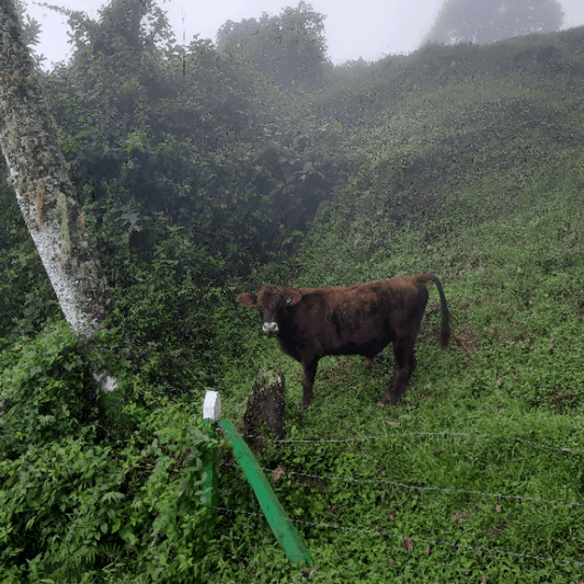Vache de Santa Cruz, Costa Rica