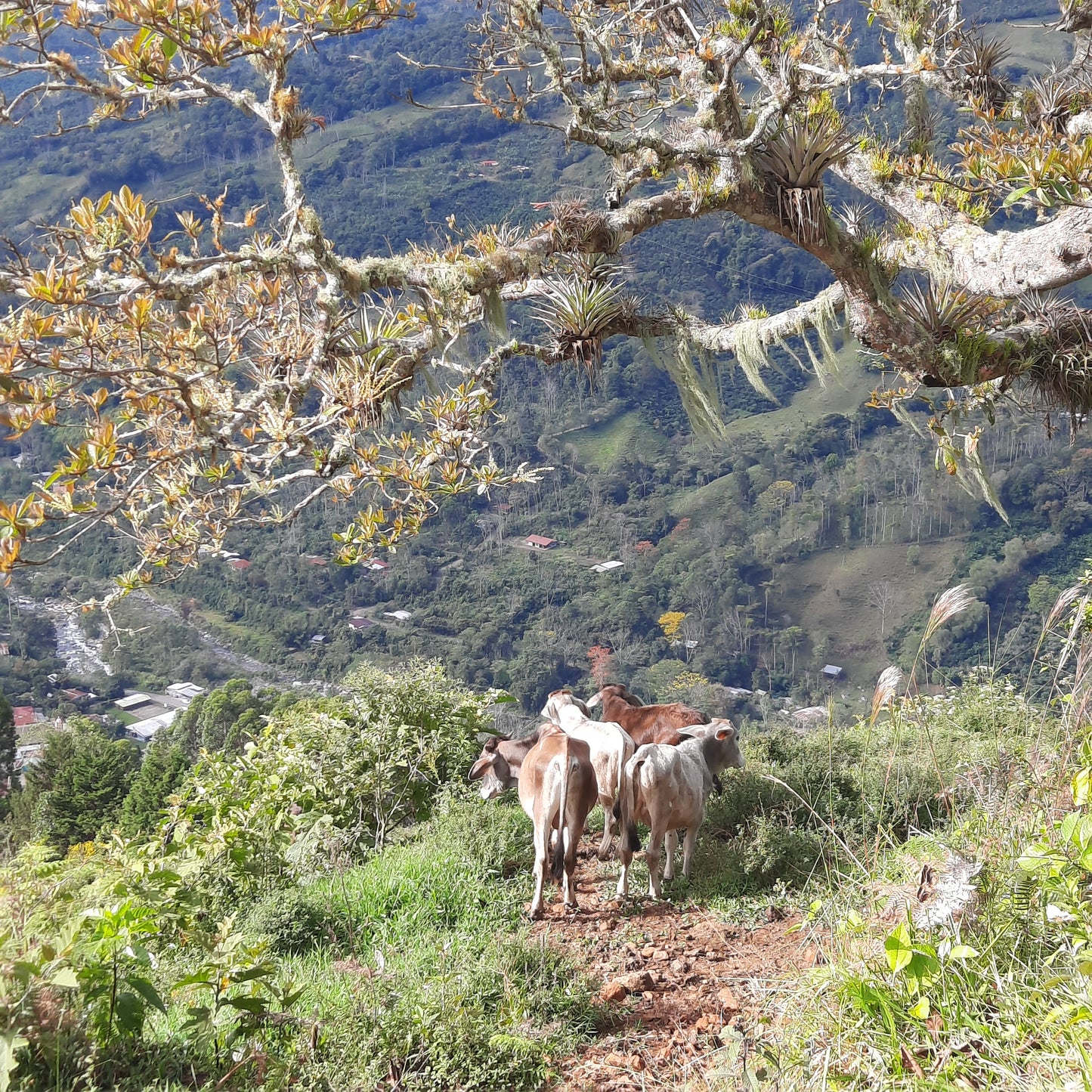 Croix Pueblo Nuevo (Le sentier des vaches)