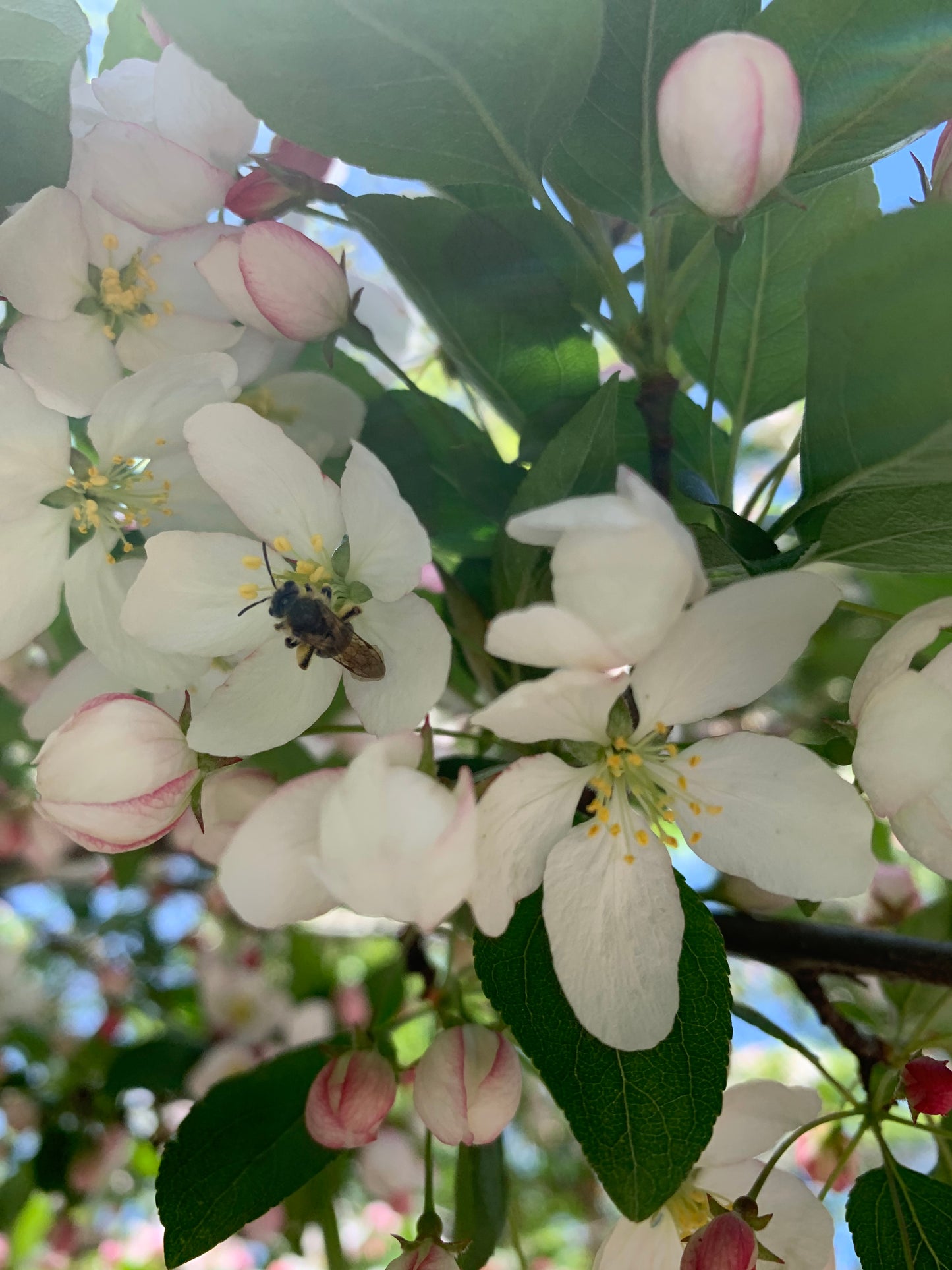 18 Mai 2021 Fleurs de pommier et abeille